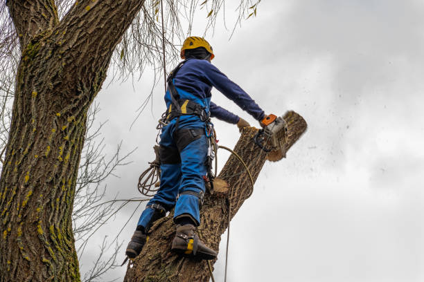  Sidy, NE Tree Care Services Pros